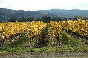 Loudon County Wineries - BMW Dealer